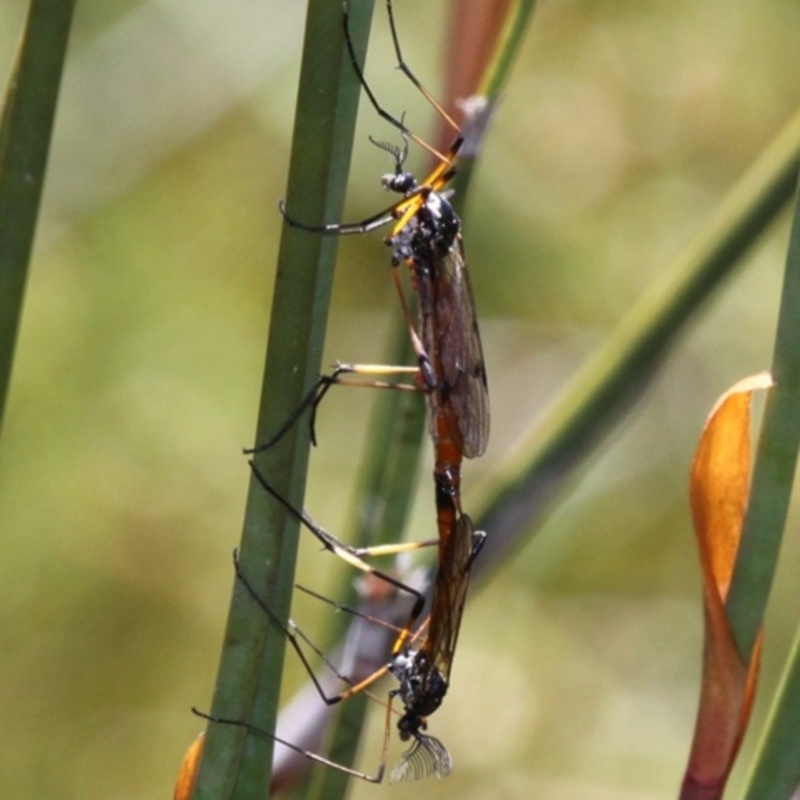 Gynoplistia (Gynoplistia) fergusoniana longicornis