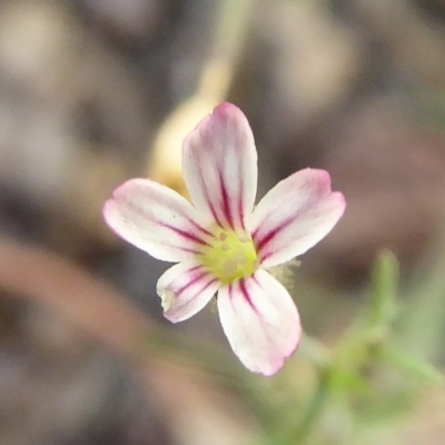 Gypsophila tubulosa