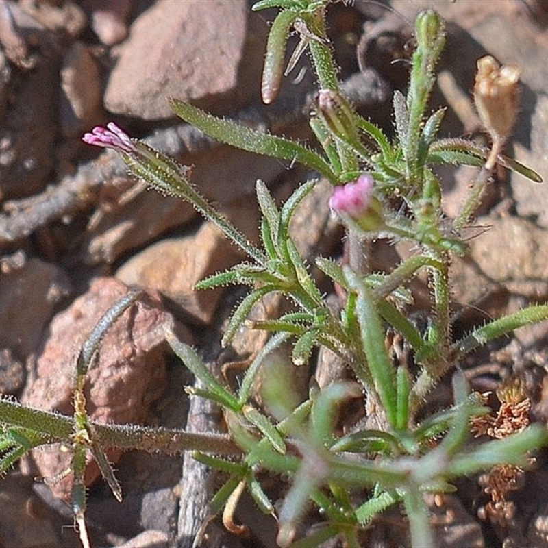 Gypsophila tubulosa