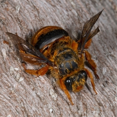 Amegilla (Asaropoda) bombiformis