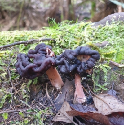 Gyromitra sp.