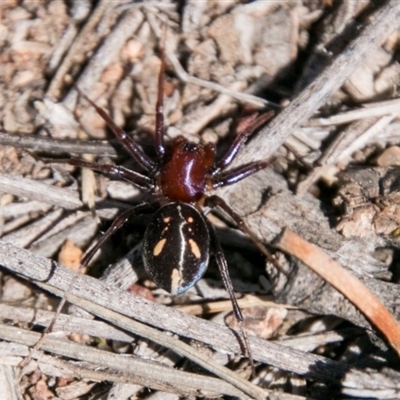 Habronestes sp. (genus)