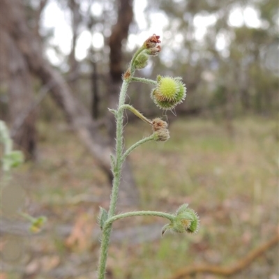 Hackelia suaveolens