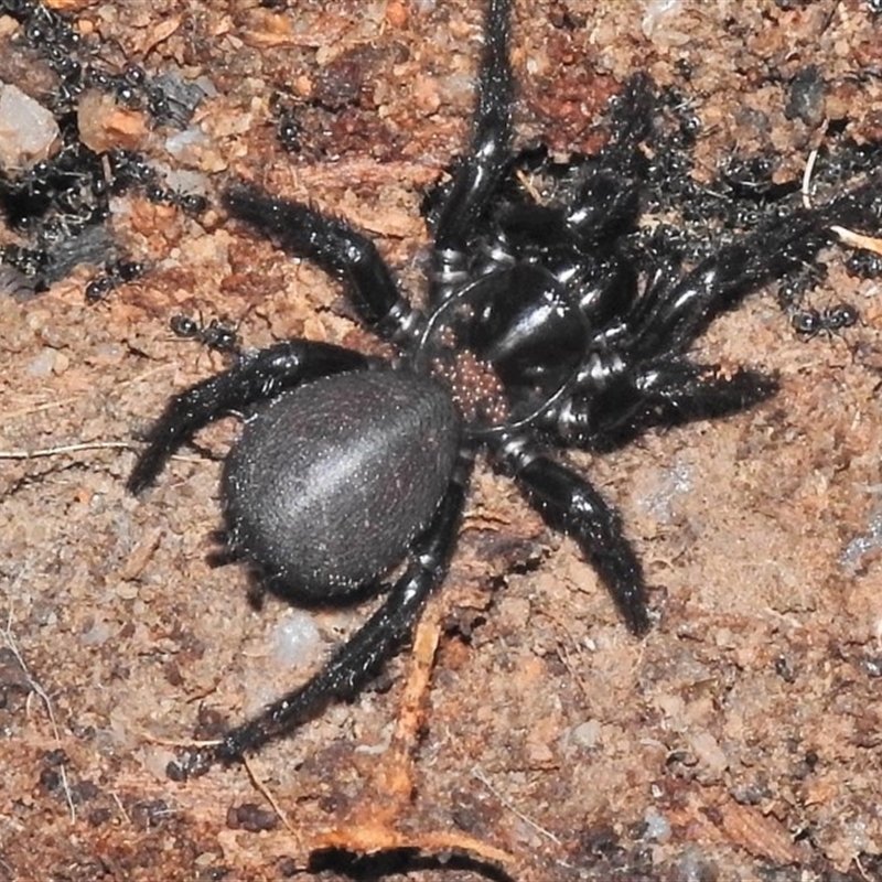 Hadronyche sp. (genus)