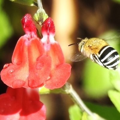 Amegilla (Notomegilla) chlorocyanea