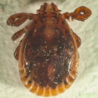 dorsal view showing rectangular divisions on rear body edge and flared palps