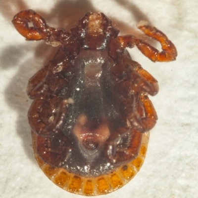 ventral view showing all legs with dark brown colouration, short proboscis