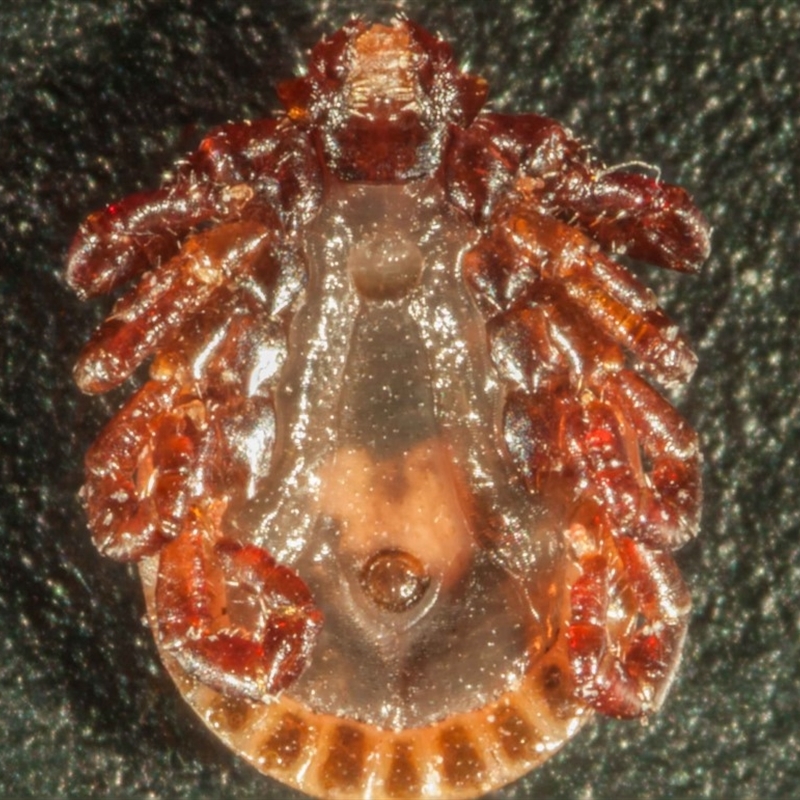 Haemaphysalis longicornis