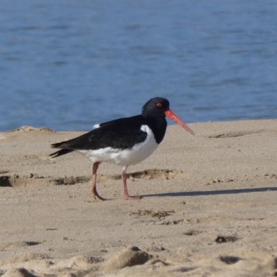 Haematopus finschi