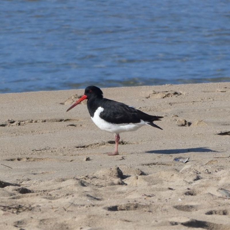 Haematopus finschi