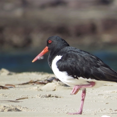 Haematopus longirostris