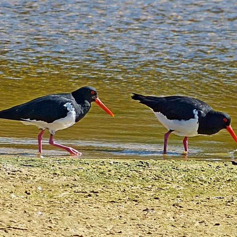 Haematopus longirostris