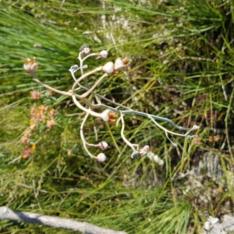 Haemodorum tenuifolium