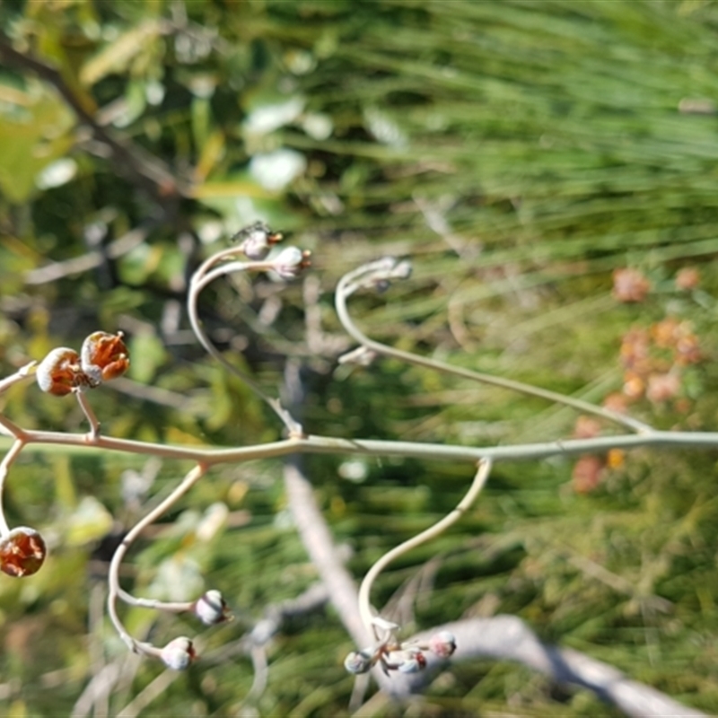 Haemodorum tenuifolium