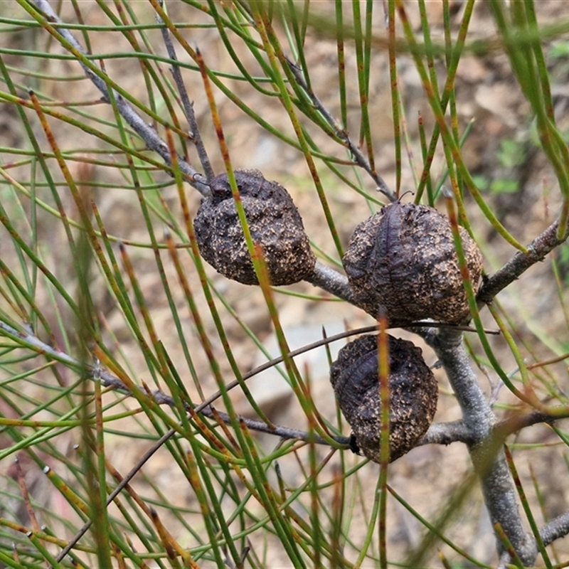 Hakea actites