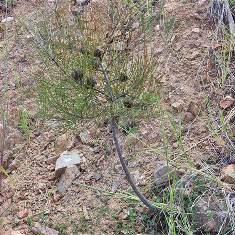 Hakea actites