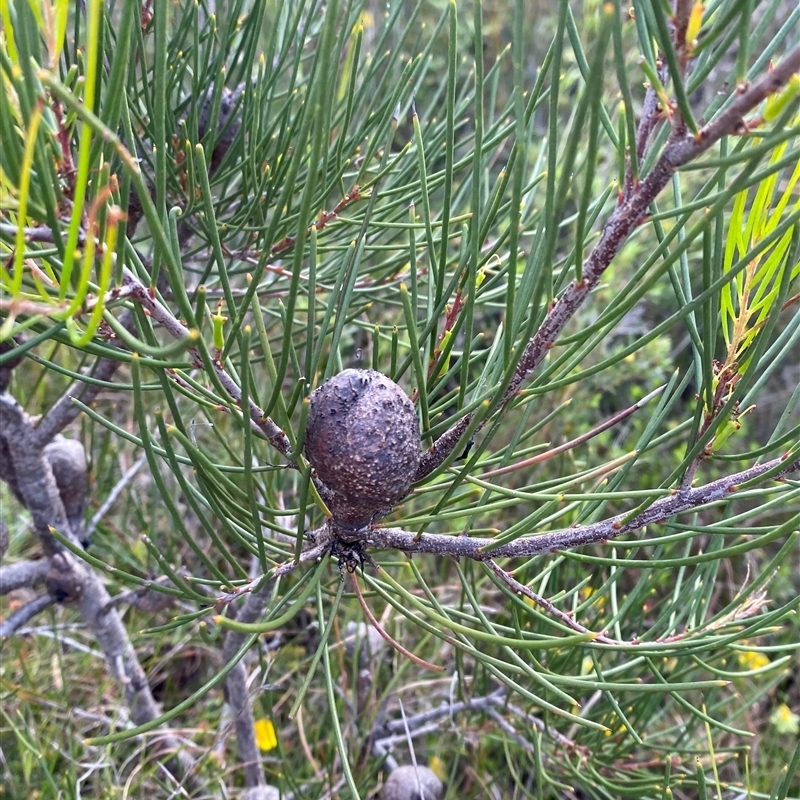 Hakea actites