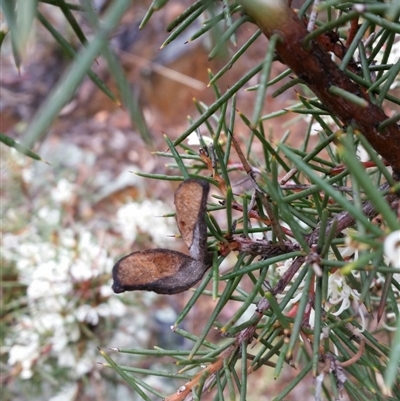 Hakea decurrens