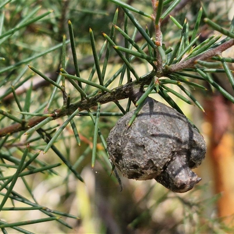 Hakea decurrens