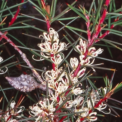 Hakea decurrens subsp. decurrens