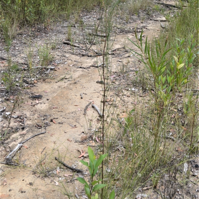 Hakea dohertyi