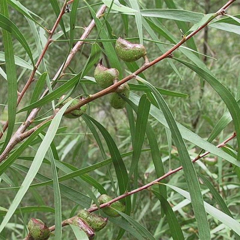 Hakea eriantha