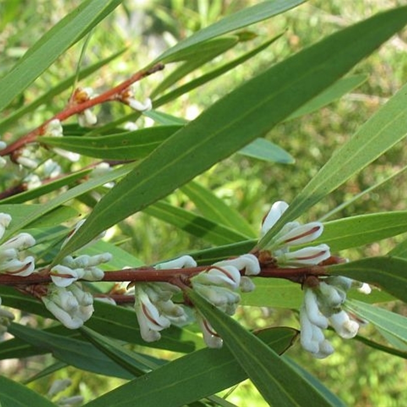 Hakea eriantha