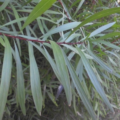 Hakea eriantha