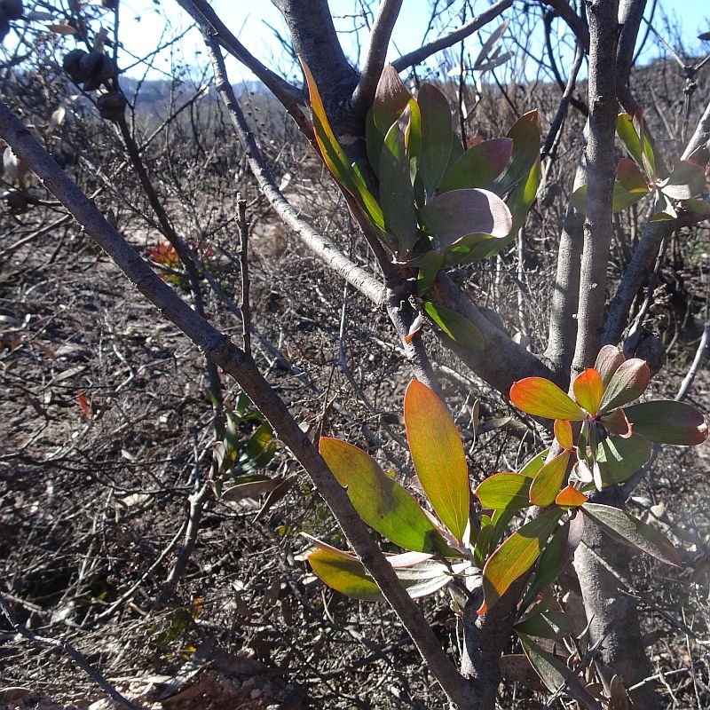 Hakea laevipes