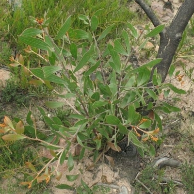 Hakea laevipes subsp. laevipes