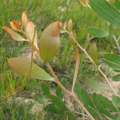 Hakea laevipes subsp. laevipes