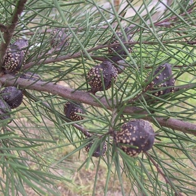 Hakea macraeana