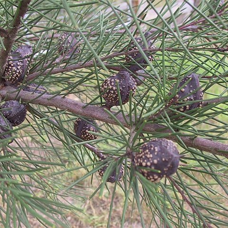 Hakea macraeana