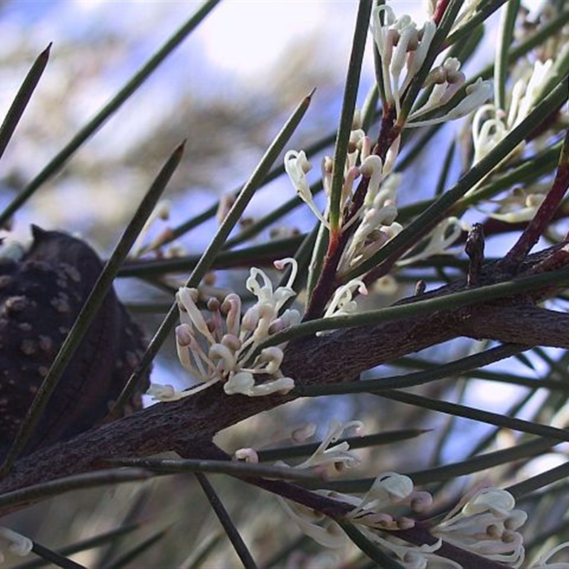 Hakea macraeana