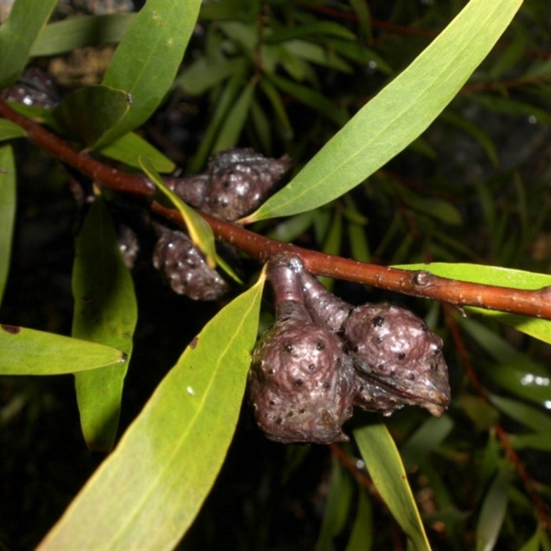 Hakea salicifolia