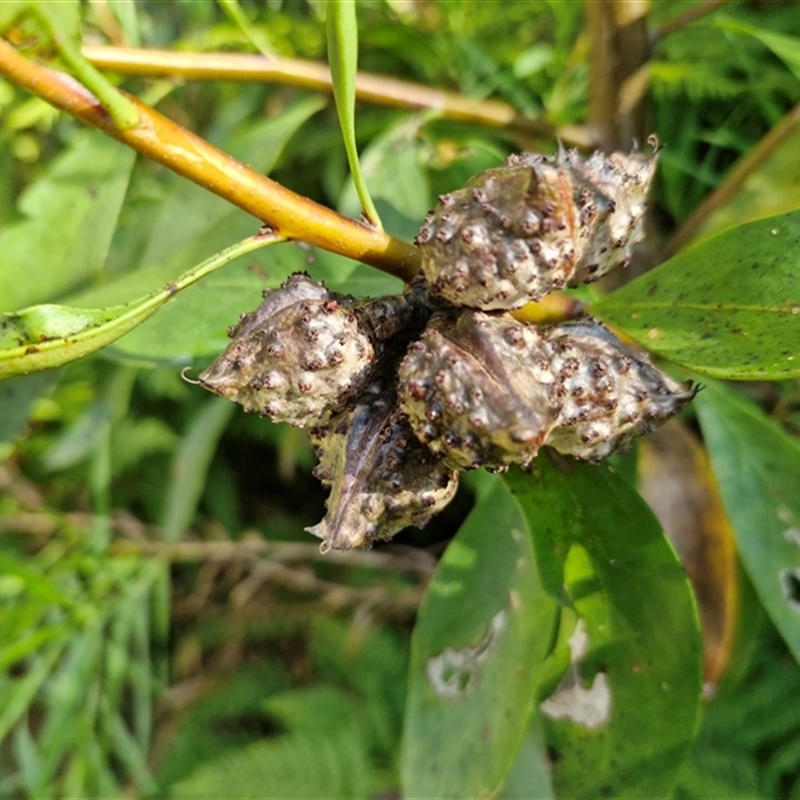 Hakea salicifolia