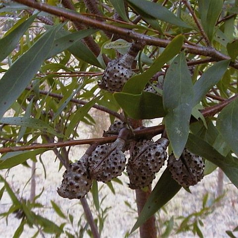 Hakea salicifolia subsp. salicifolia