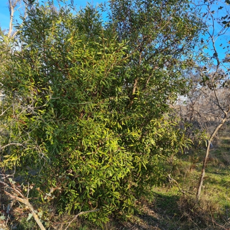 Hakea salicifolia subsp. salicifolia