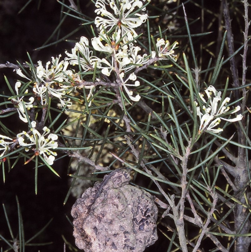 Hakea sericea