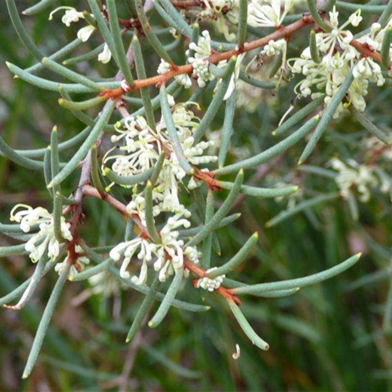 Hakea sp.