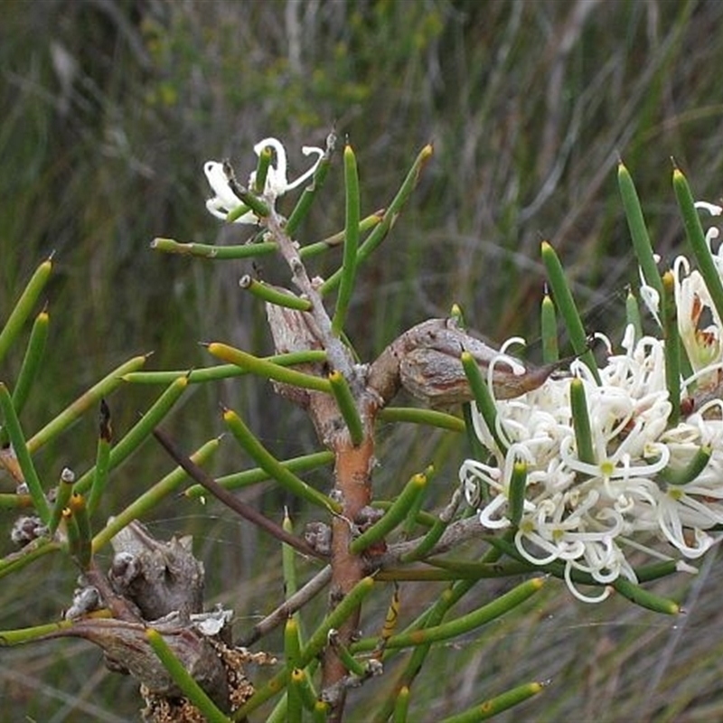 Hakea teretifolia