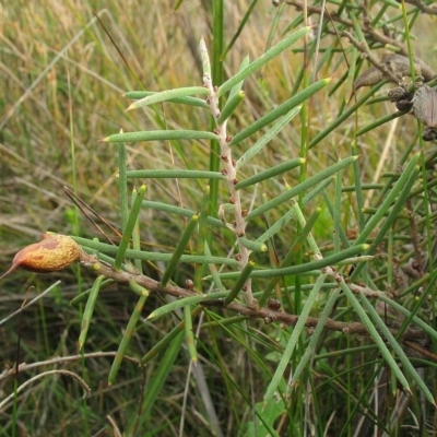 Hakea teretifolia subsp. teretifolia