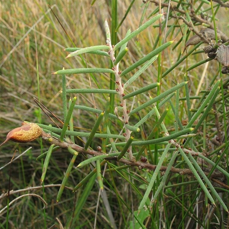 Hakea teretifolia subsp. teretifolia