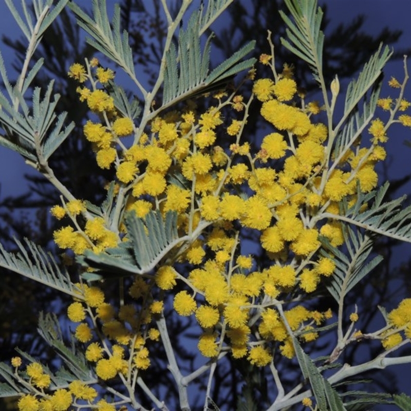 Acacia dealbata