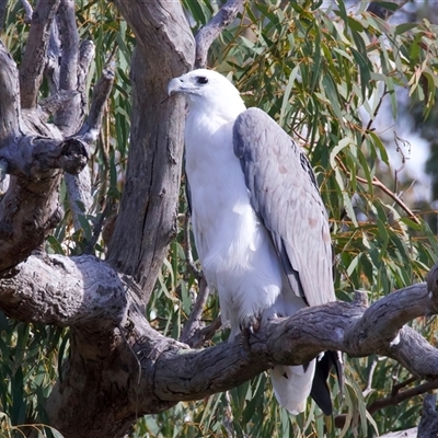 Haliaeetus leucogaster