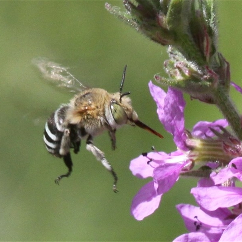 Amegilla sp. (genus)