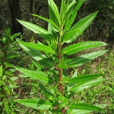 Haloragis exalata subsp. exalata