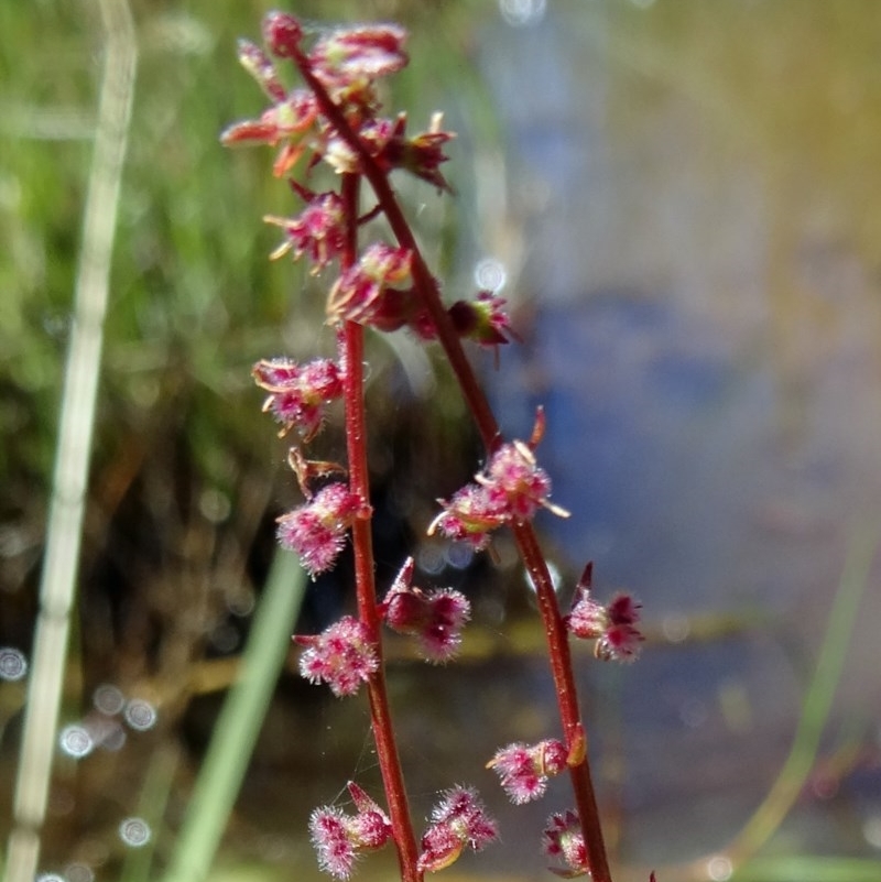 Haloragis sp.