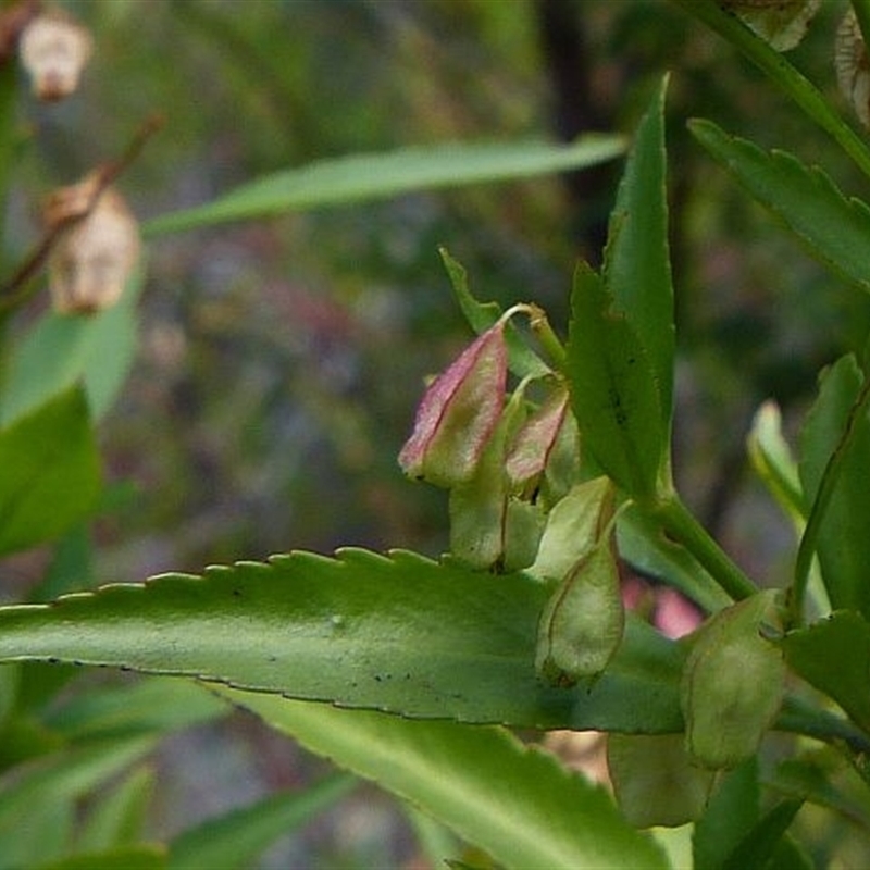 Haloragodendron baeuerlenii