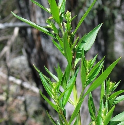 Haloragodendron baeuerlenii